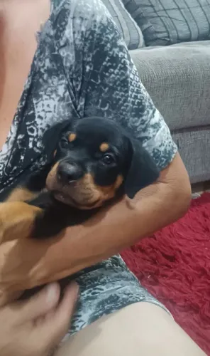 Filhotes de Rottweiler - Macho