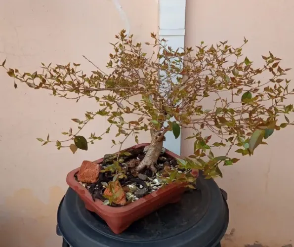Bonsai de Pitangueira