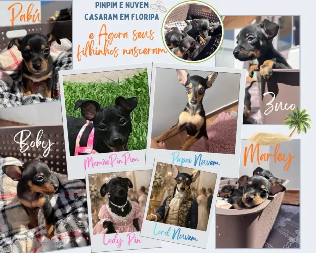 pinscher 0