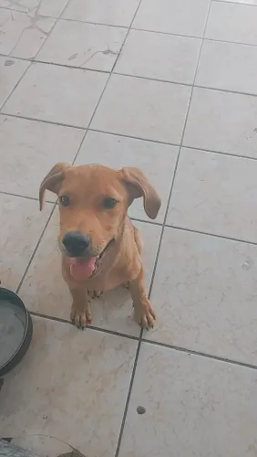 Cachorro pitibull com doberman pra doação