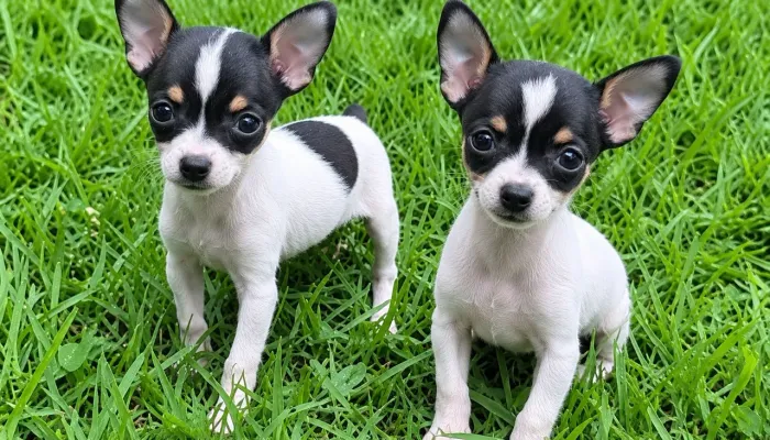 Pinscher miniatura fêmea