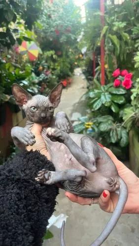 Sphynx filhotes conferir lindos