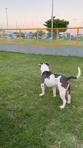 Pitbull para cobertura!!