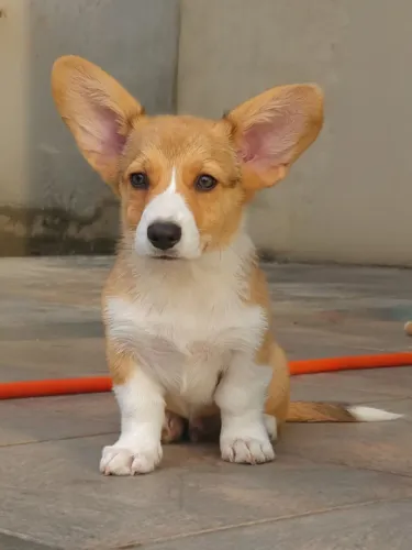 Corgi Pembroke machos e fêmeas disponíveis