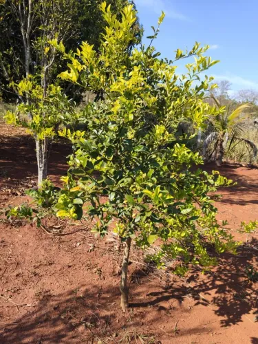 Vende-se Linda Chácara com Córrego Natural e Pomar Produzindo!