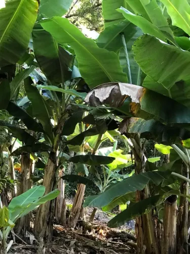 Mudas de bananas Prata e nanica.