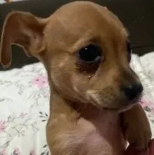 Pinscher macho