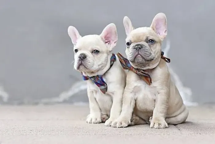 Bulldog Francês de Excelente Padrão ?