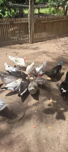 Patos ?