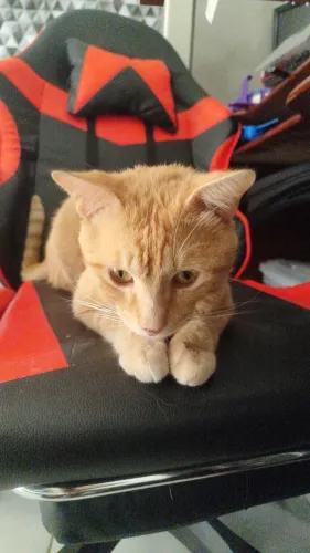 Gatinho doação 