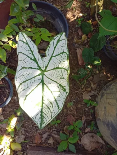 Plantas adultas e mudas