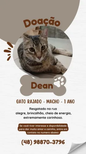 Doação de gato macho rajado jovem.