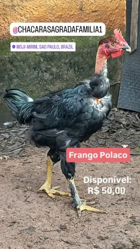 Frango Caipira Polaco