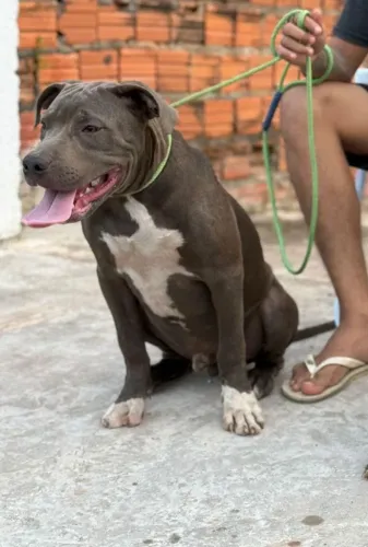 Vendo Pit Monster