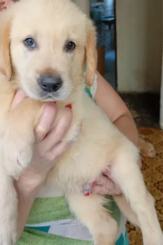 Vendo filhote de labrador