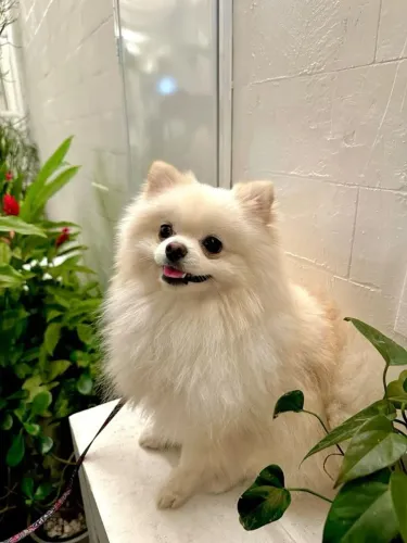 Spitz Seu novo amigo está pronto para essa jornada