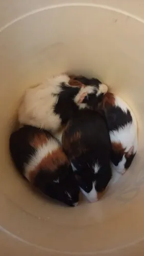 Porquinhos da índia inglês machos 