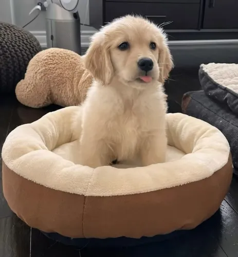 Golden Retriever Tem olhares que parecem abraços silenciosos