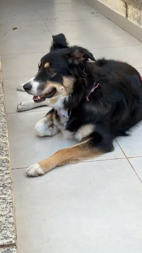 Doação de border Collie fêmea
