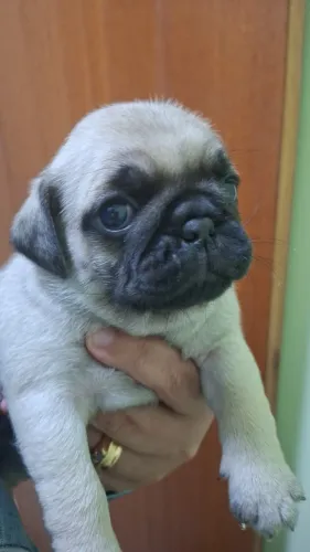 Filhotes Pug Macho - Apenas 2
