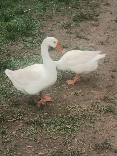 Venda de casal de ganso
