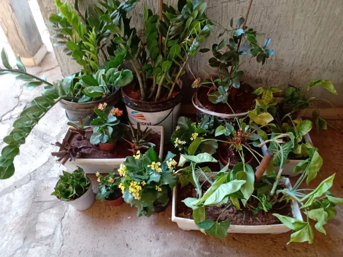 Plantas diversas