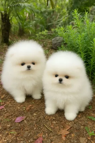 Filhotes de Lulu da Pomerania 