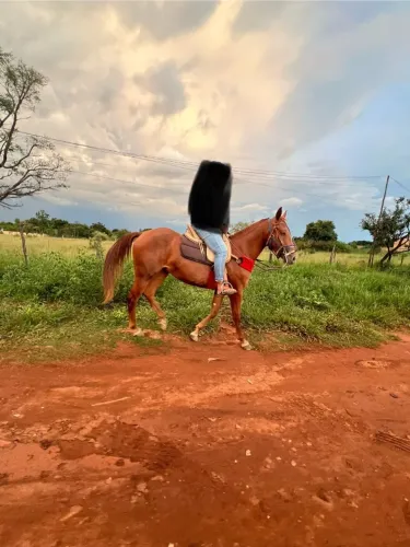 Potra quarto de milha