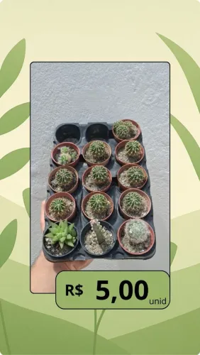 Suculentas e cactos