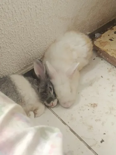 Coelhos para adoção