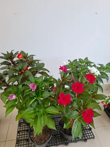 Planta florida