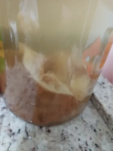 Muda de kombucha
