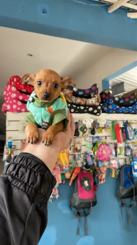 Pinscher macho miniatura $1.600,00