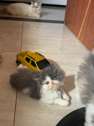 FILHOTE GATO PERSA (puro)