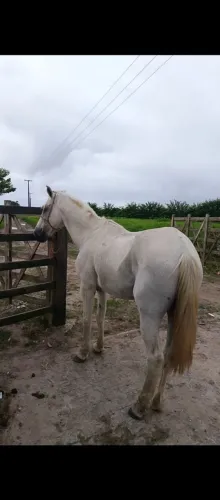 Vende-se esse cavalo de caminhada