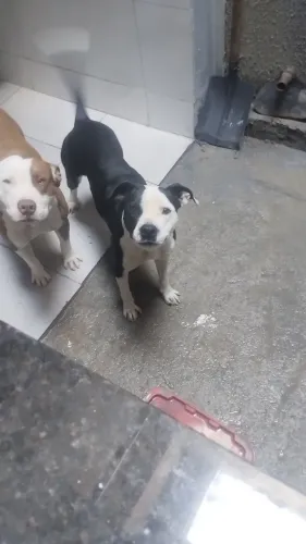Pitbull red nose