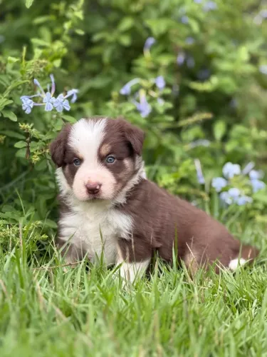 Border collie para Saquarema
