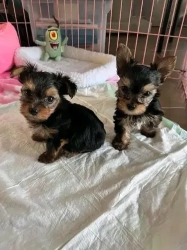 Filhotes de Yorkshire Terrier perfeitos carinho para sua vida