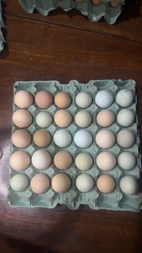 Ovos galado de caipira e pescoço pelado