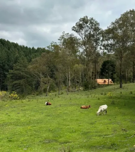 Terreno para venda tem 99.000 metros quadrados em Invernadinha - Rancho Queimado - SC