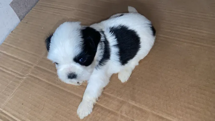 Filhotes de shih tzu 