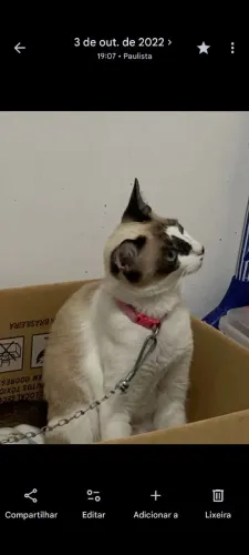 Gatinha