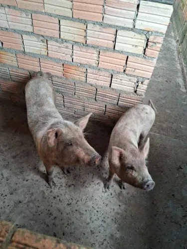Porcos