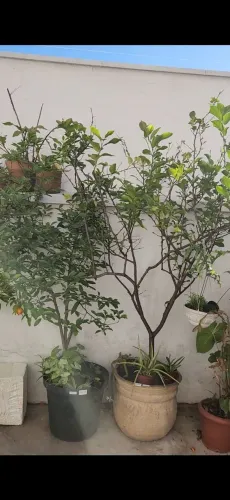 Limão siciliano planta produzindo