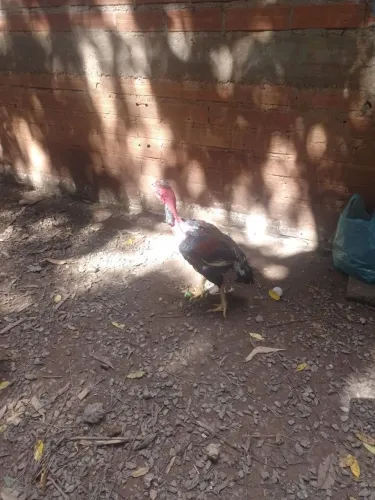 Vende-se galo indio bico curto 