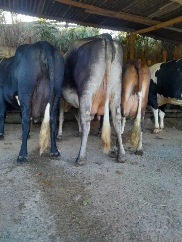 Vendo vacas de leite 