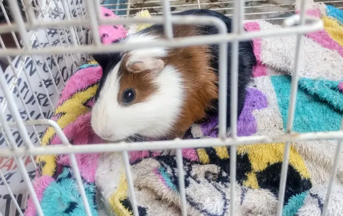 LINDO PORQUINHO DA ÍNDIA 