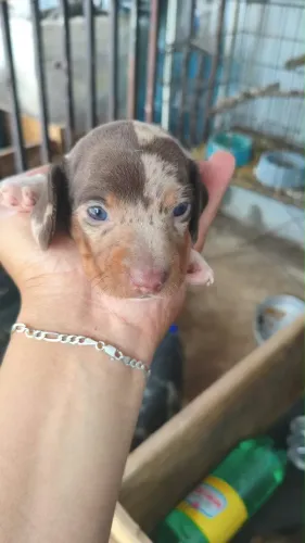 filhotes de dachshund salsicha