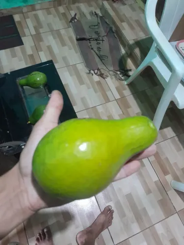 Abacate tirado na hora