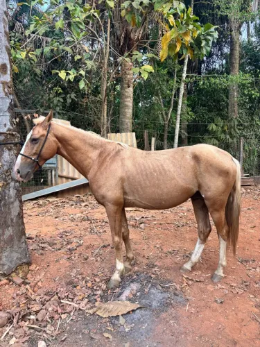 Vendo cavalo manso